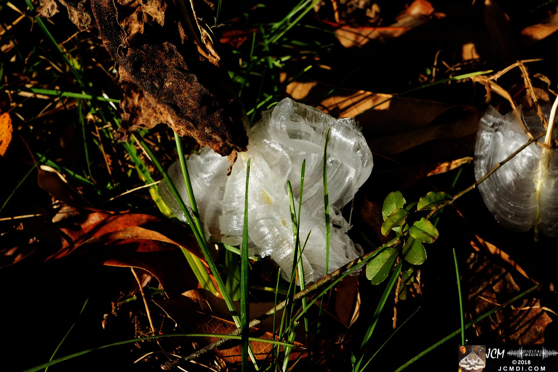 Ice Flowers at Old Hickory Lake, TN